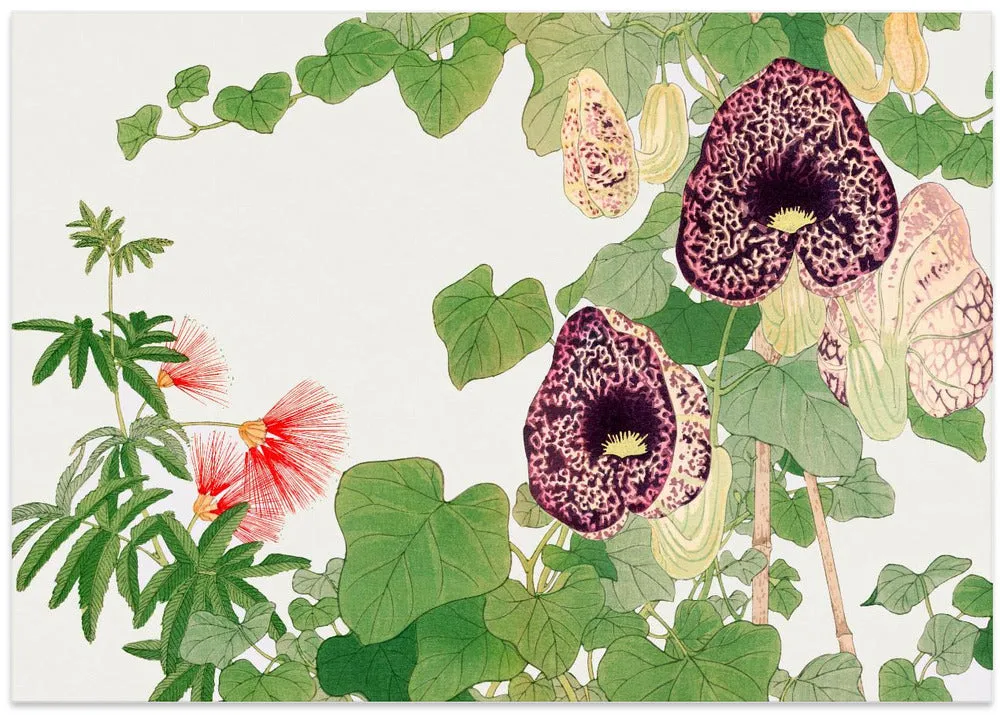 Albizia & Aristolochia Flower No.2 - Stretched Canvas, Poster or Fine Art Print