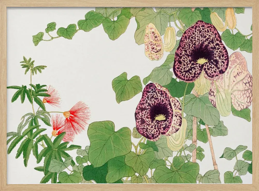 Albizia & Aristolochia Flower No.2 - Stretched Canvas, Poster or Fine Art Print