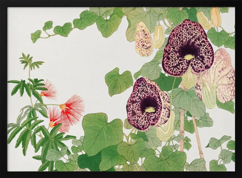 Albizia & Aristolochia Flower No.2 - Stretched Canvas, Poster or Fine Art Print