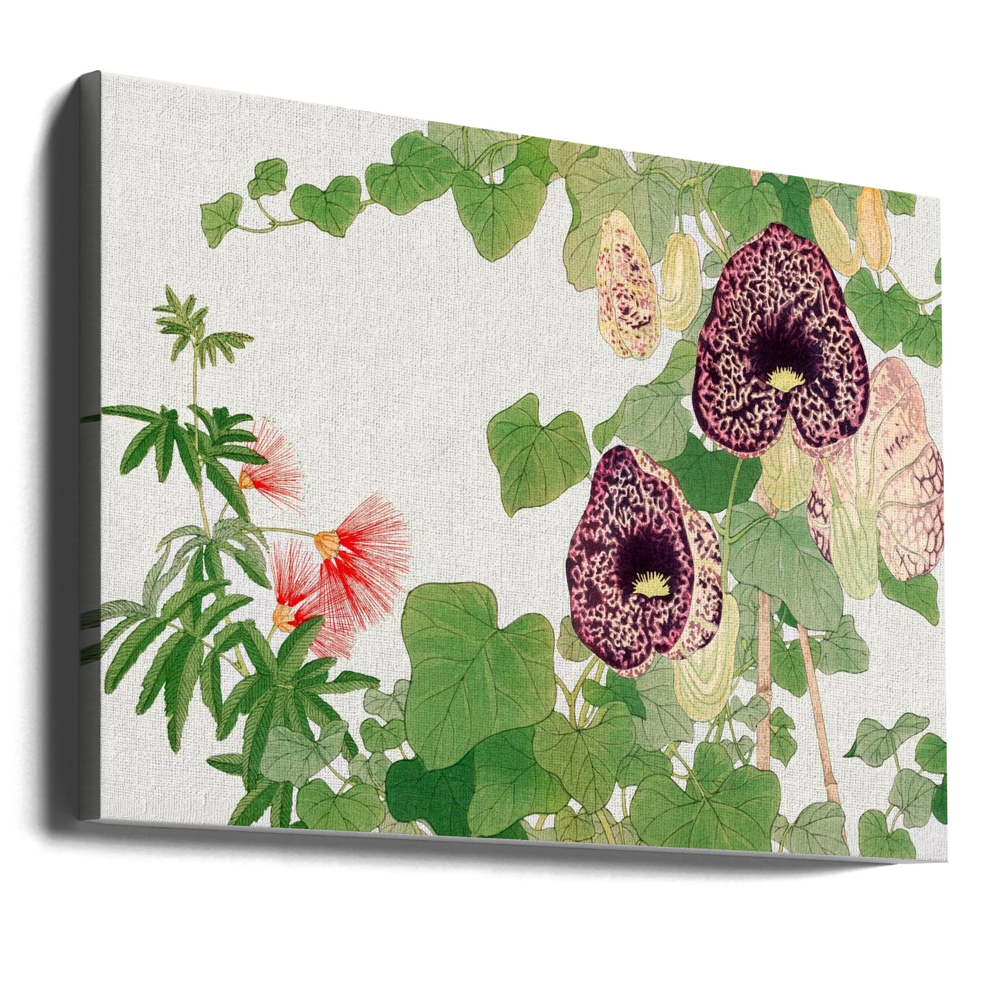 Albizia & Aristolochia Flower No.2 - Stretched Canvas, Poster or Fine Art Print