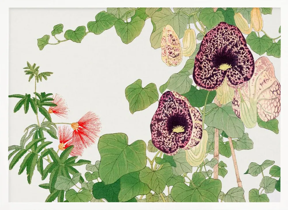 Albizia & Aristolochia Flower No.2 - Stretched Canvas, Poster or Fine Art Print