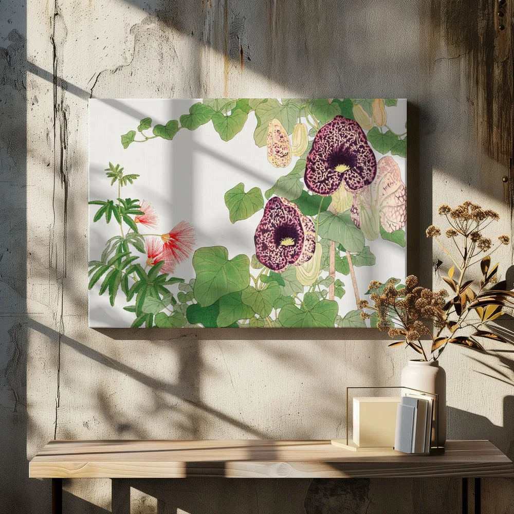 Albizia & Aristolochia Flower No.2 - Stretched Canvas, Poster or Fine Art Print